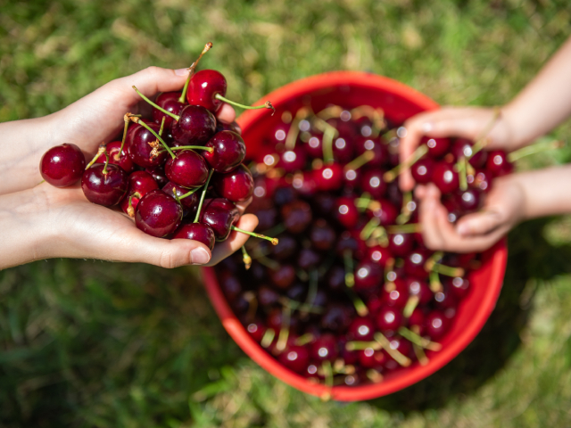 CherryHill Orchards Cherry-Picking Festival to kick off early