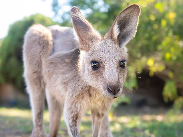 Jerry the Kangaroo Recovering After Being Shot