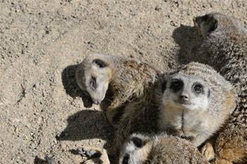 Australia Zoo's Meerkat Section