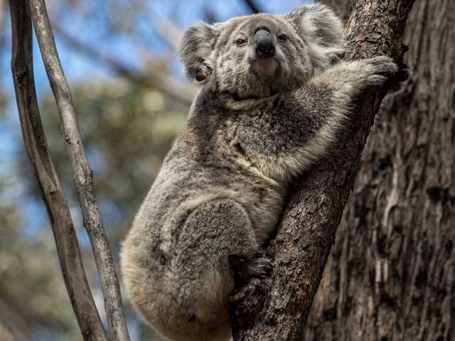 Koalas Released Back Into The Wild