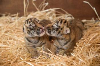 Two Tiger Cubs Born at Dreamworld