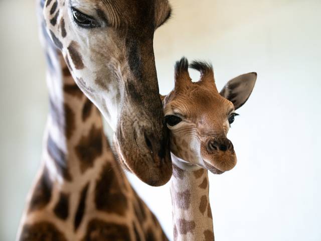 Australia Zoo Giraffe Calves