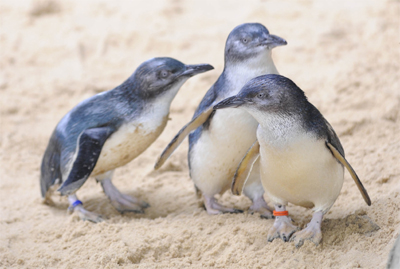 Penguin Cove at Manly Sea Life Sanctuary