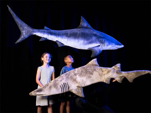 Sharks of Sydney Harbour