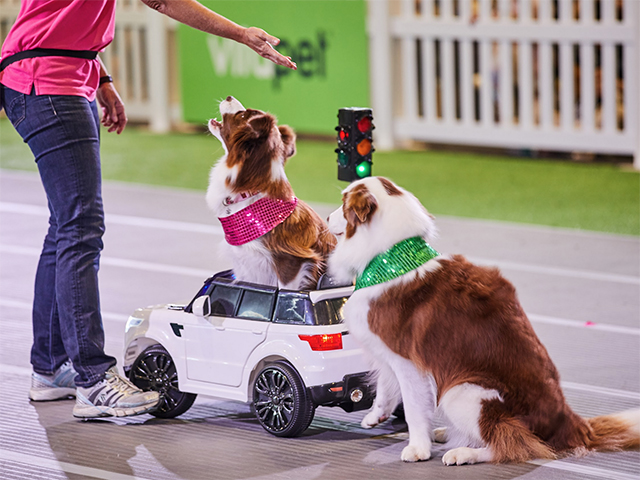 Melbourne Dog Lovers Festival