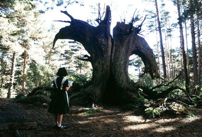 Pan's Labyrinth