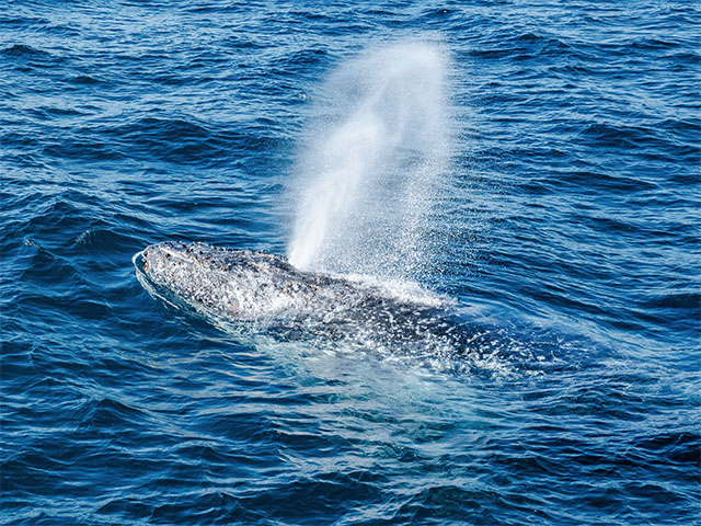 Whale Watching in Moreton Bay Region