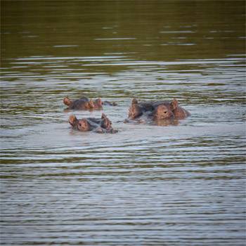 World Hippo Day